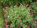Hot Lips Salvia / Salvia microphylla 